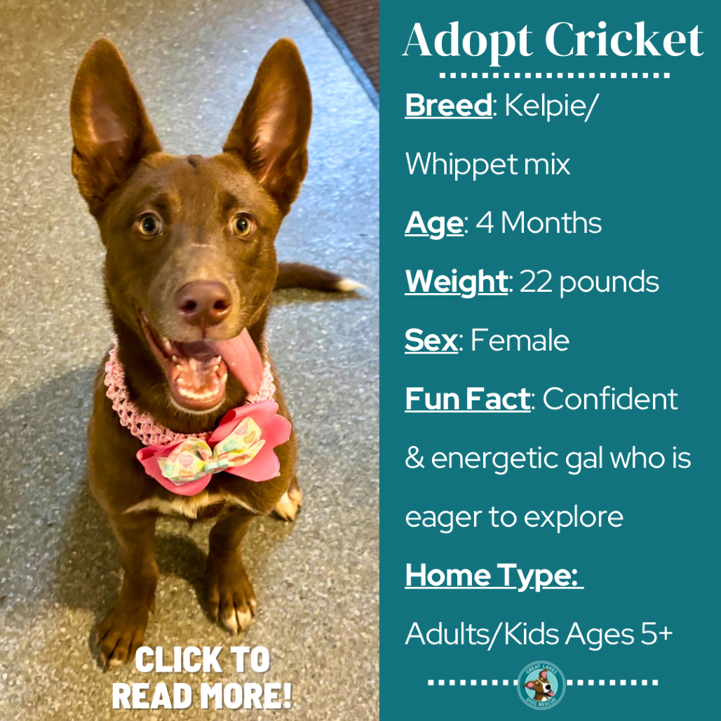 Cricket