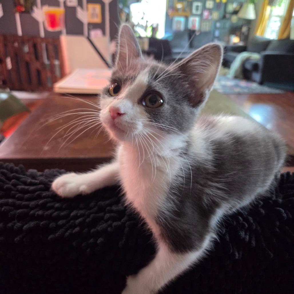 Mochi