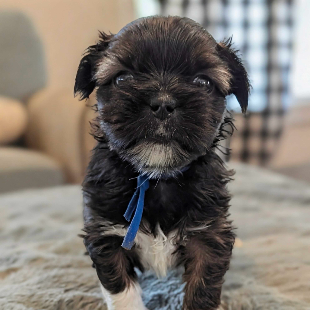 Marlon