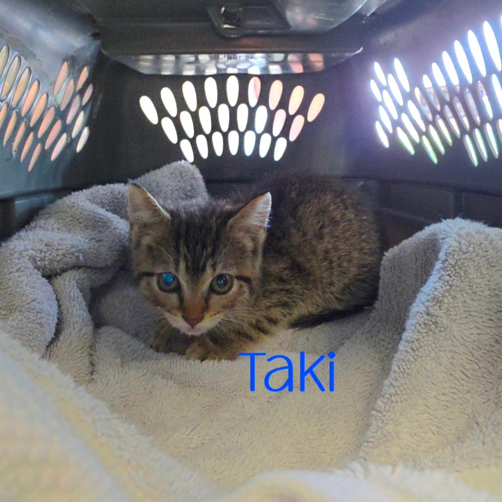 Taki