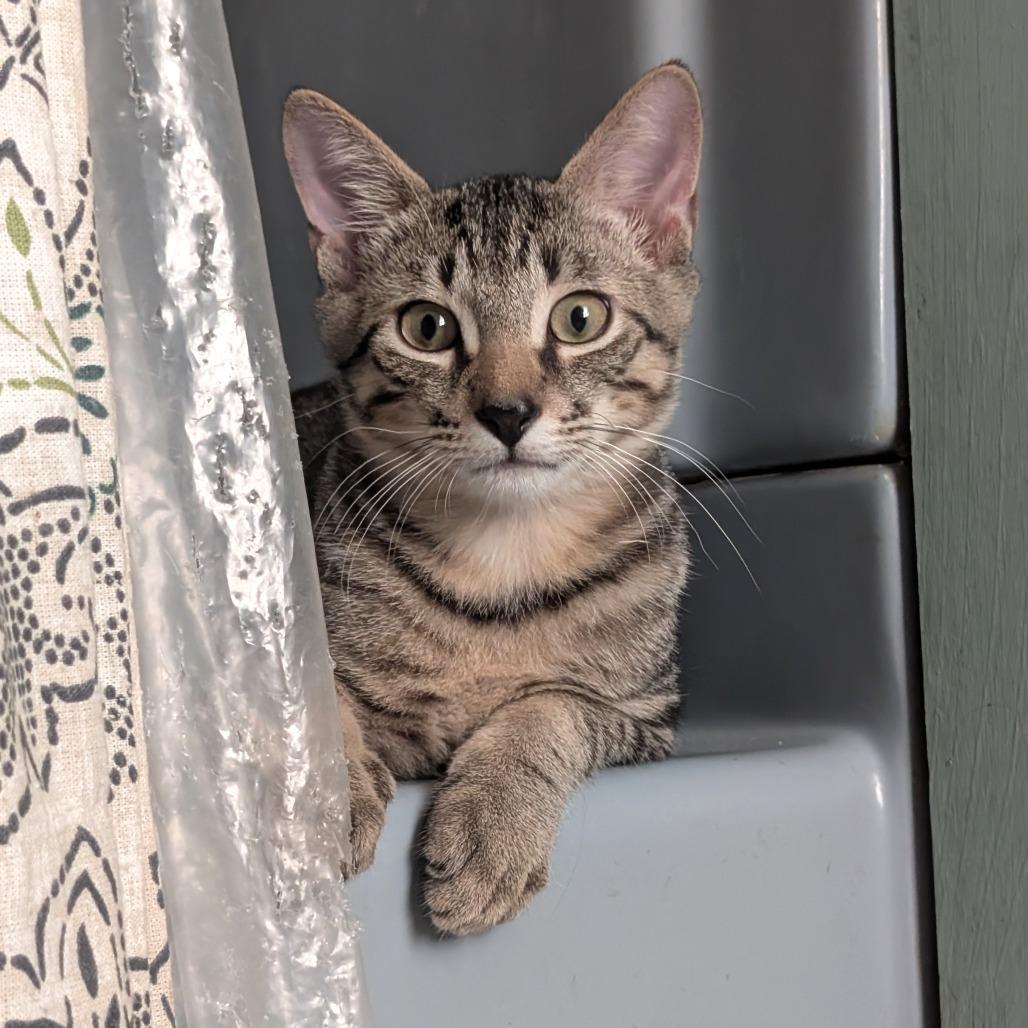 Allspice-Tiny Sprit Kitten-In Foster 