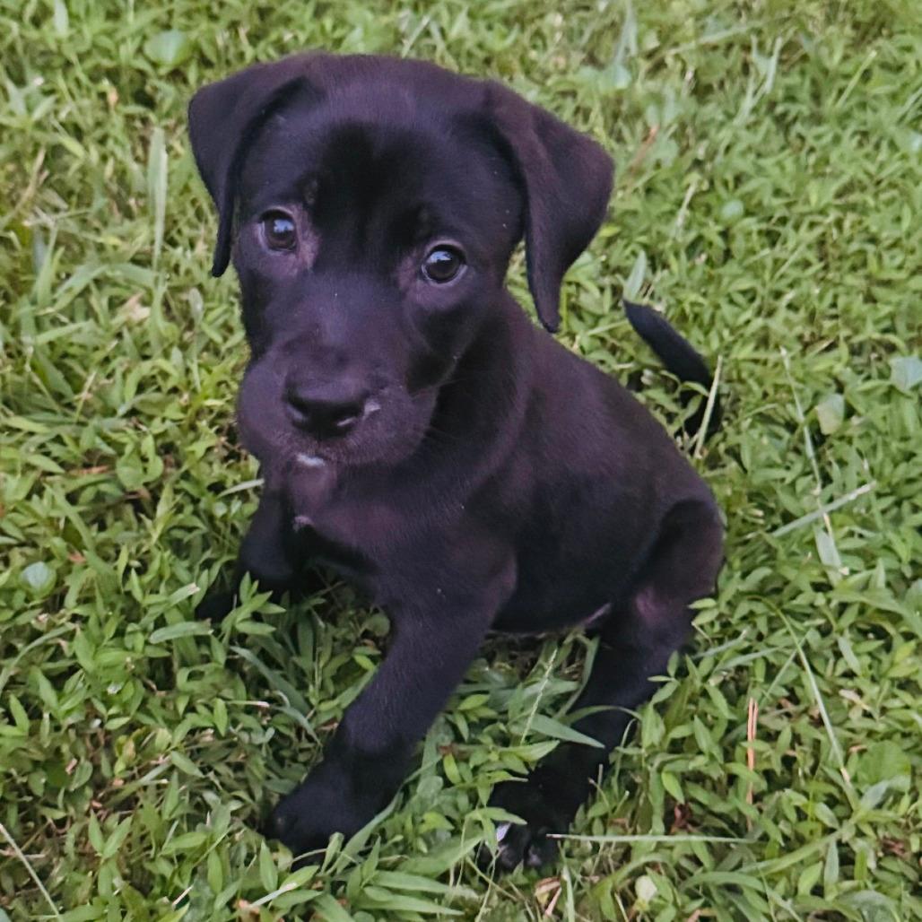 Charlie Sally Pup