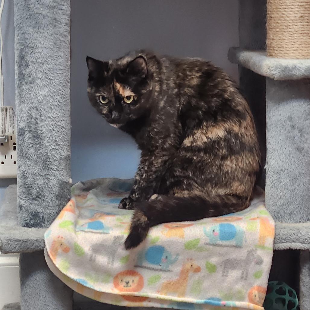 Nova