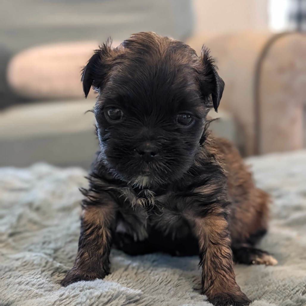 Marvin