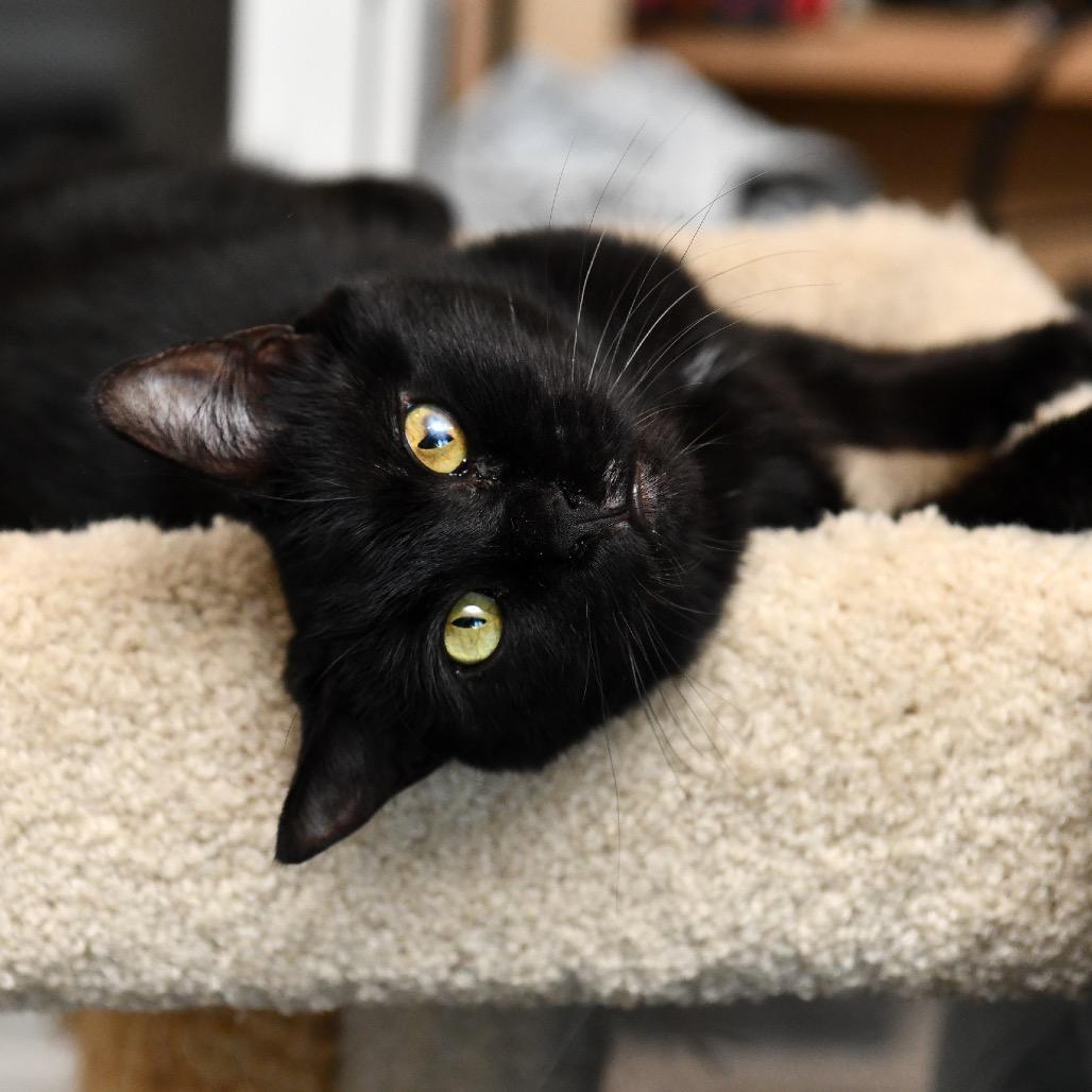 BONDED PAIR-Ravioli (and Manicotti)