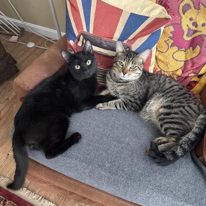 Aries w/ Panther 2 Fur 1-in foster