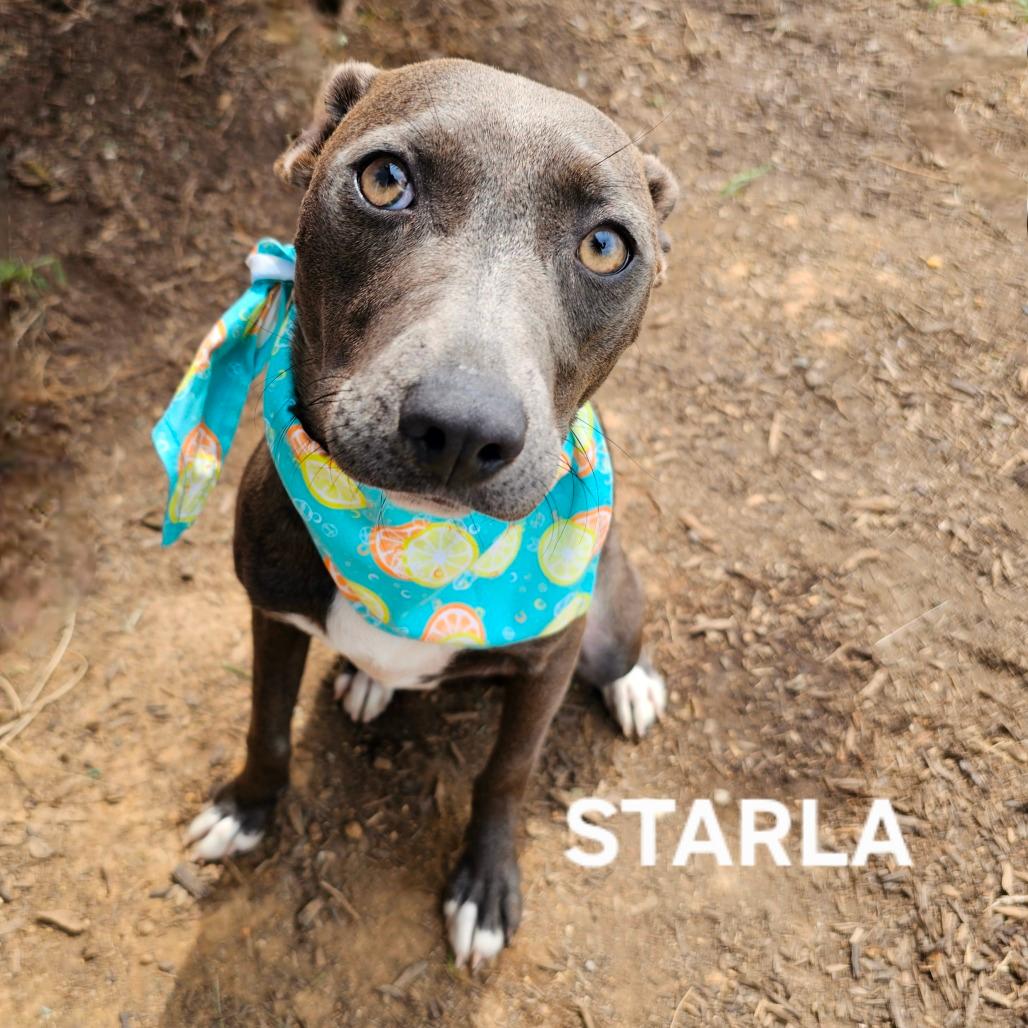 Starla