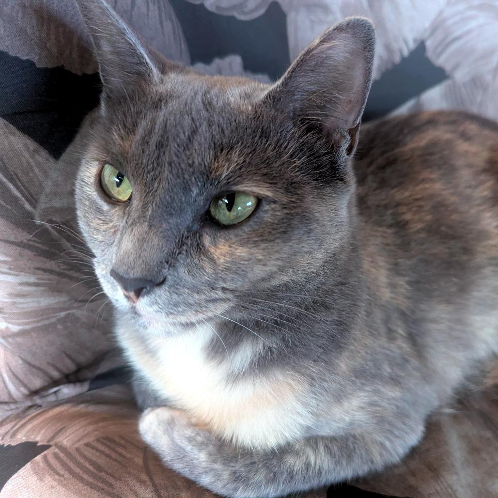 Peaches