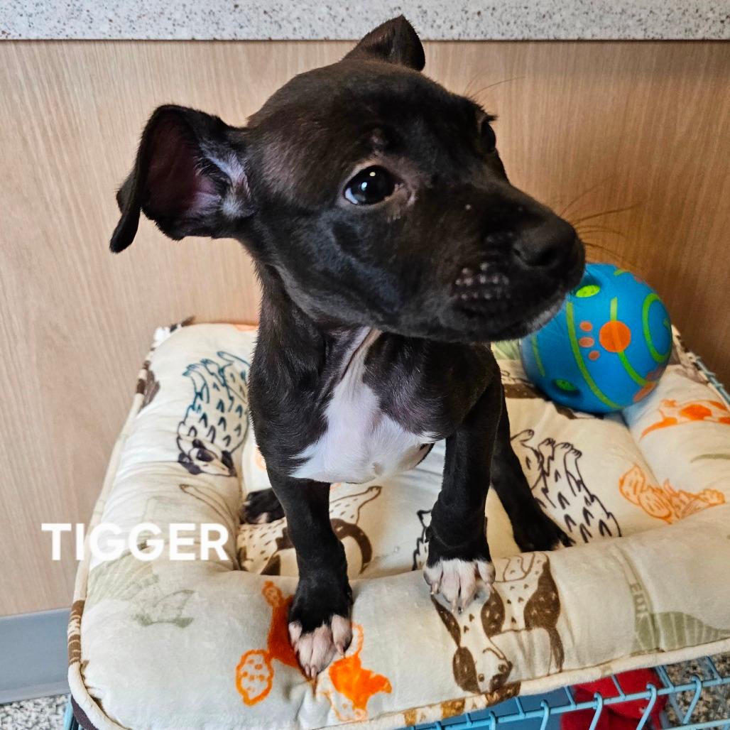 Tigger