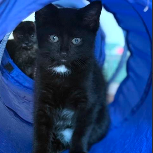 Binx