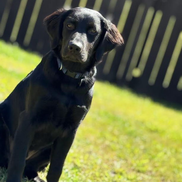 Milo