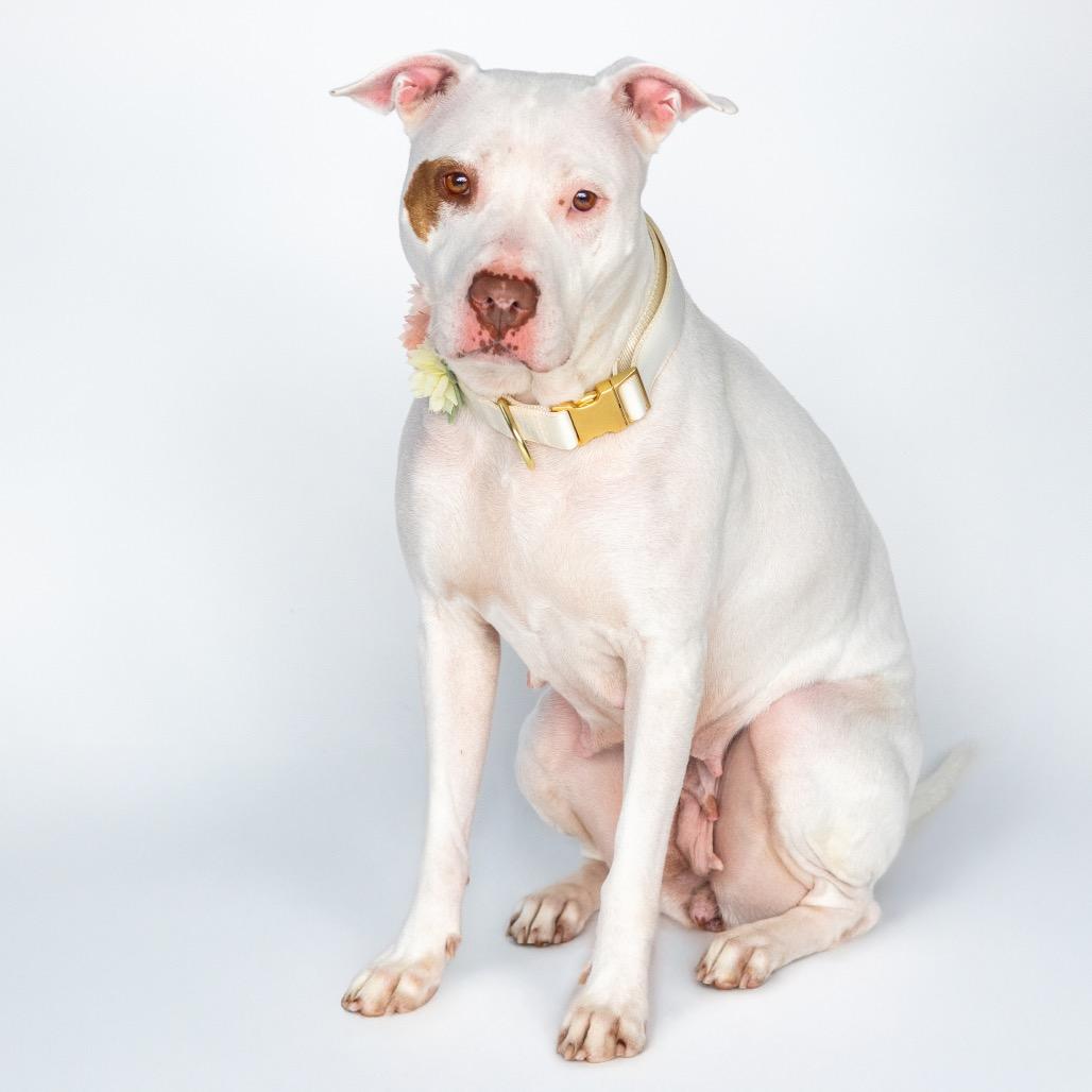 Opal (Bella)
