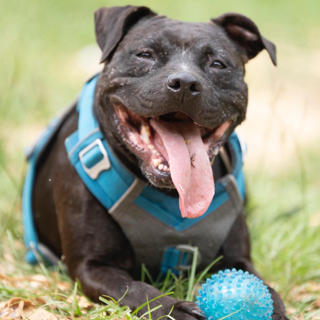 Darcy (Adoption Fee-SPONSORED!)