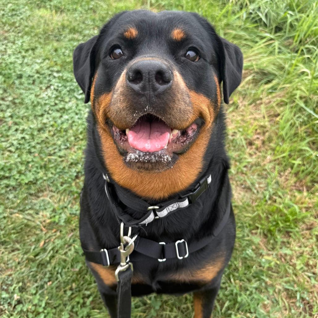 Bella