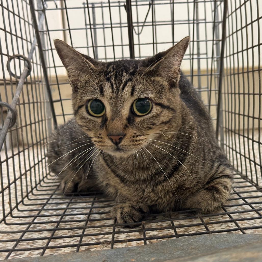LCHS-Stray-82118