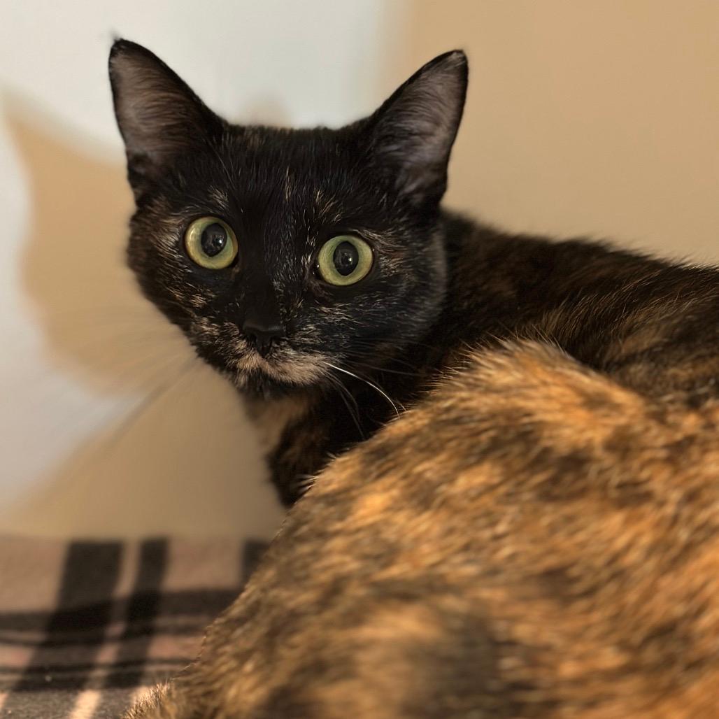 Bonnie