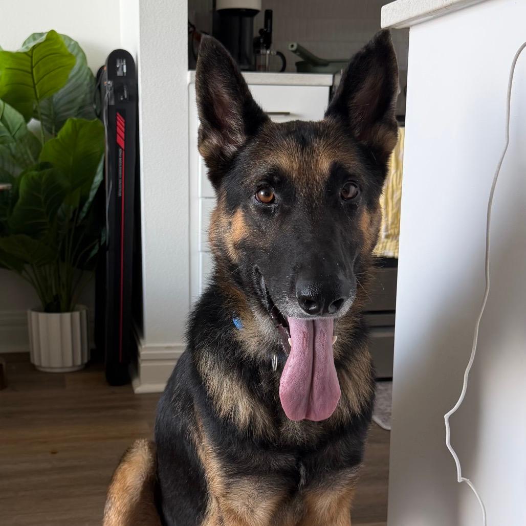 Arlo