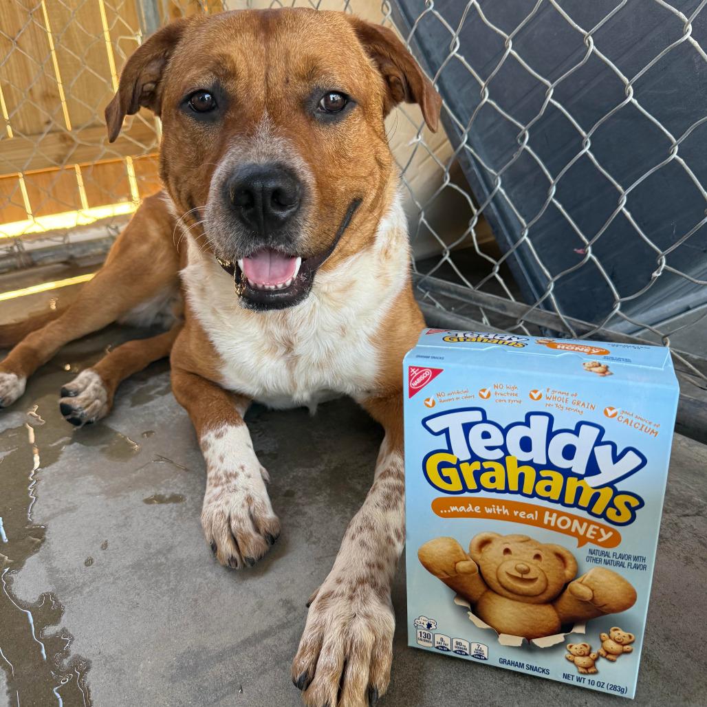 Teddy Graham