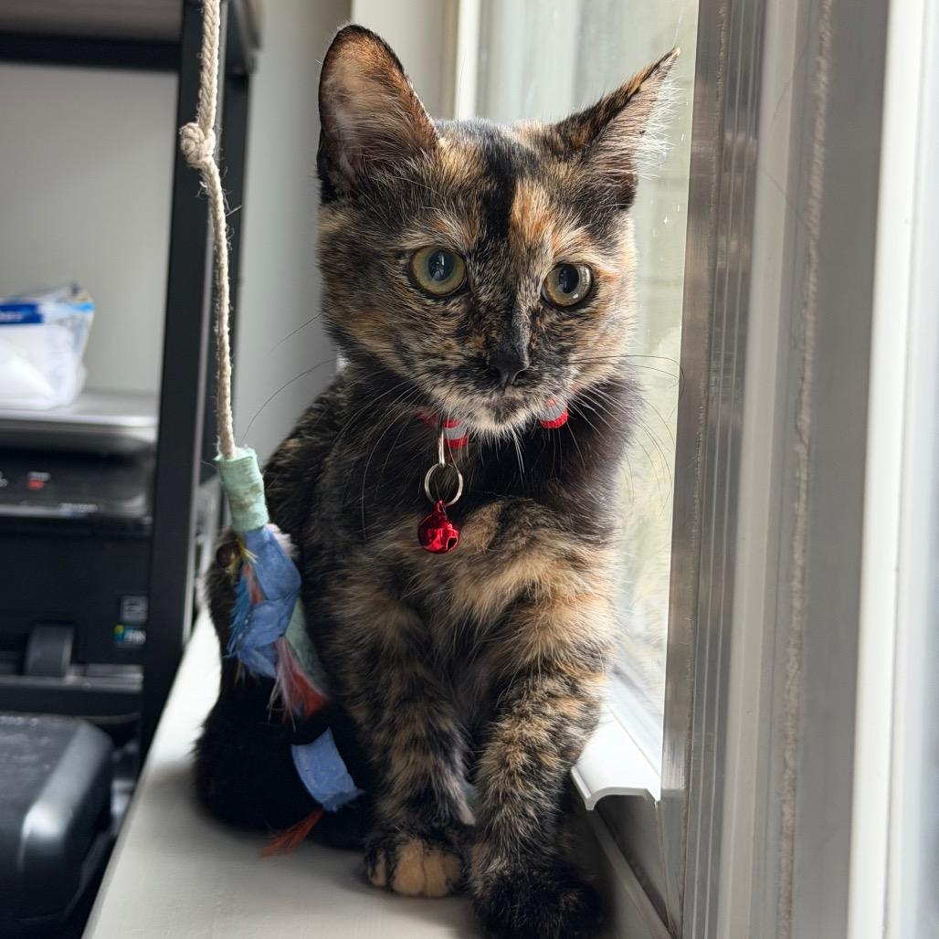 Cookie