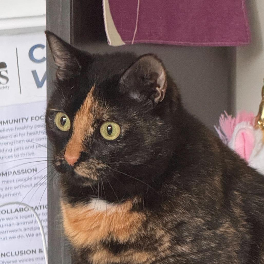Cleopatra