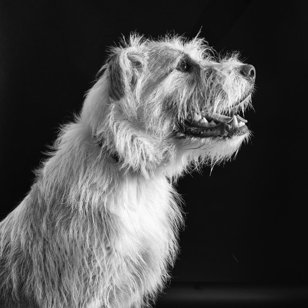 Tucker