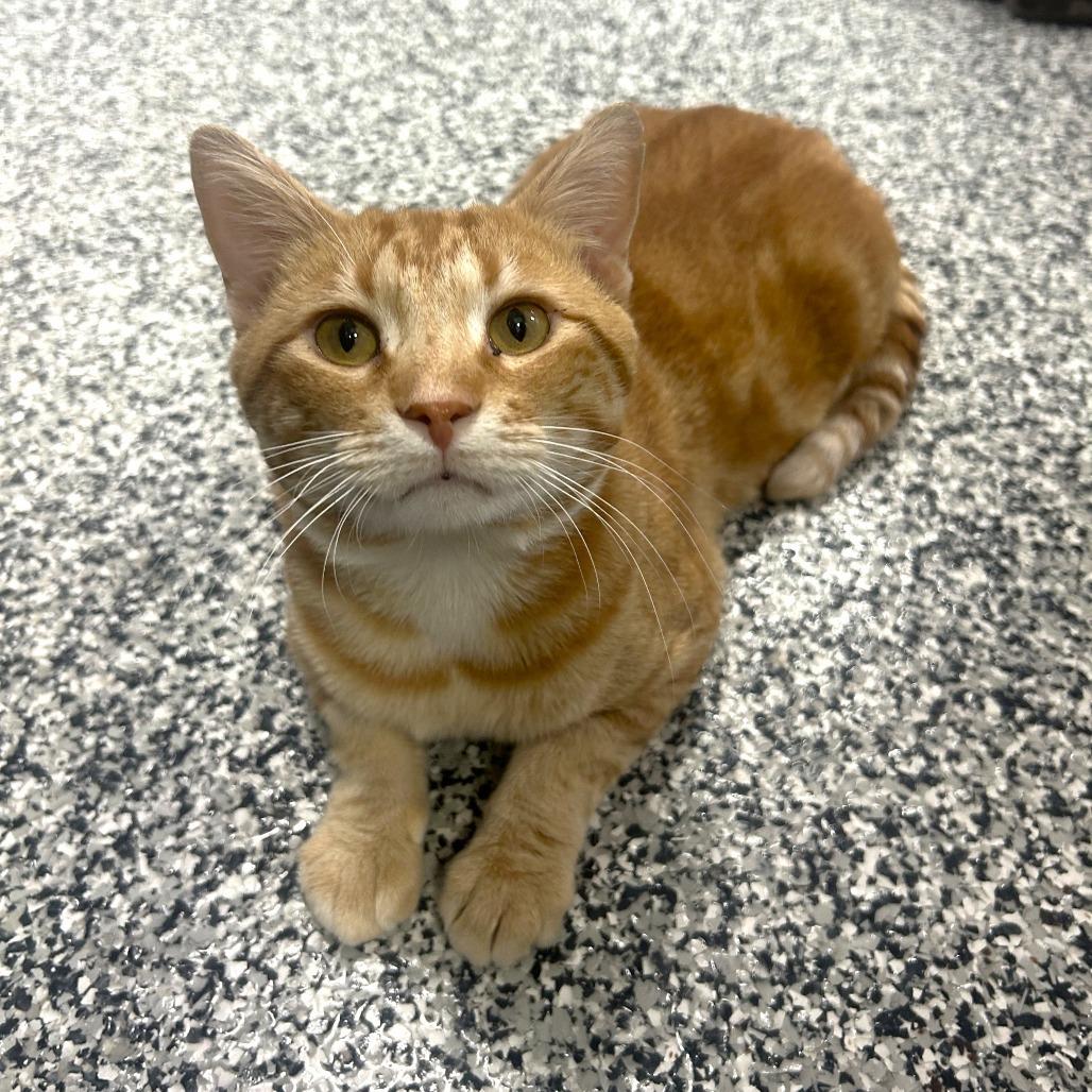 Cheddar
