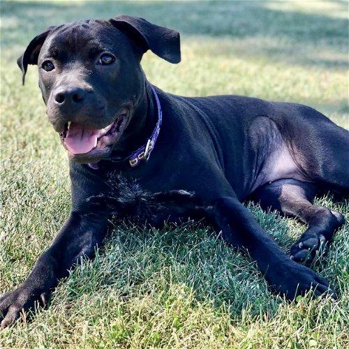 Black American Bulldog Lab Mix
