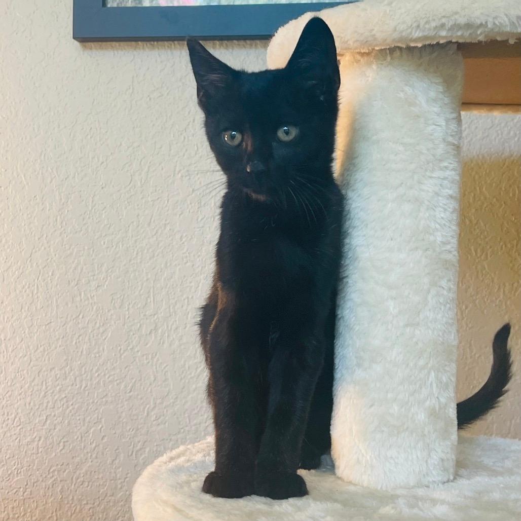 Victor