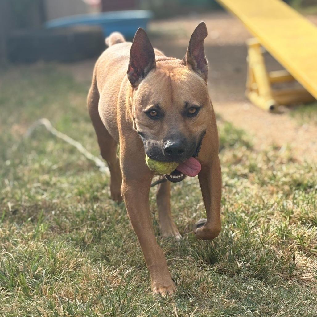 Scooby