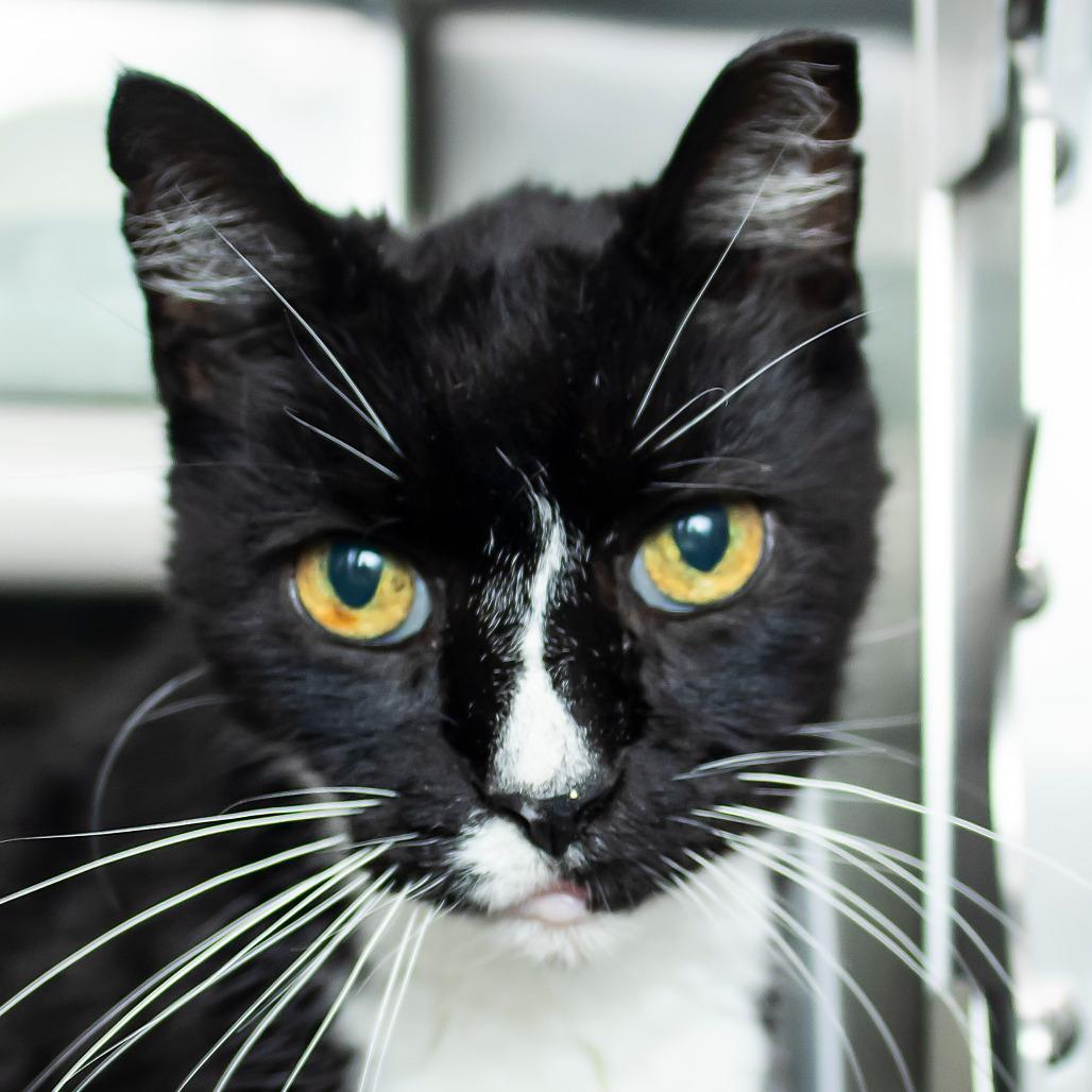 Sylvester