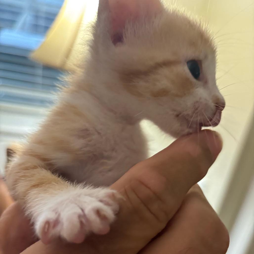 Ginger