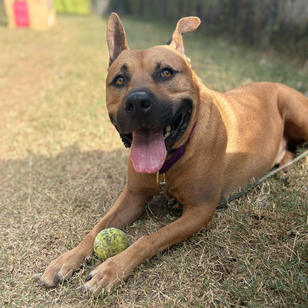 Scooby