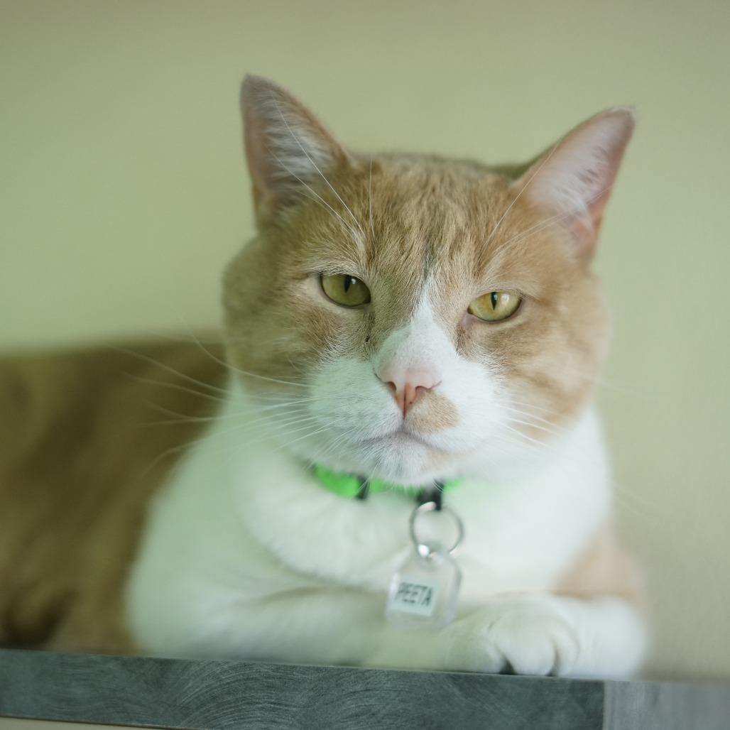 Peeta