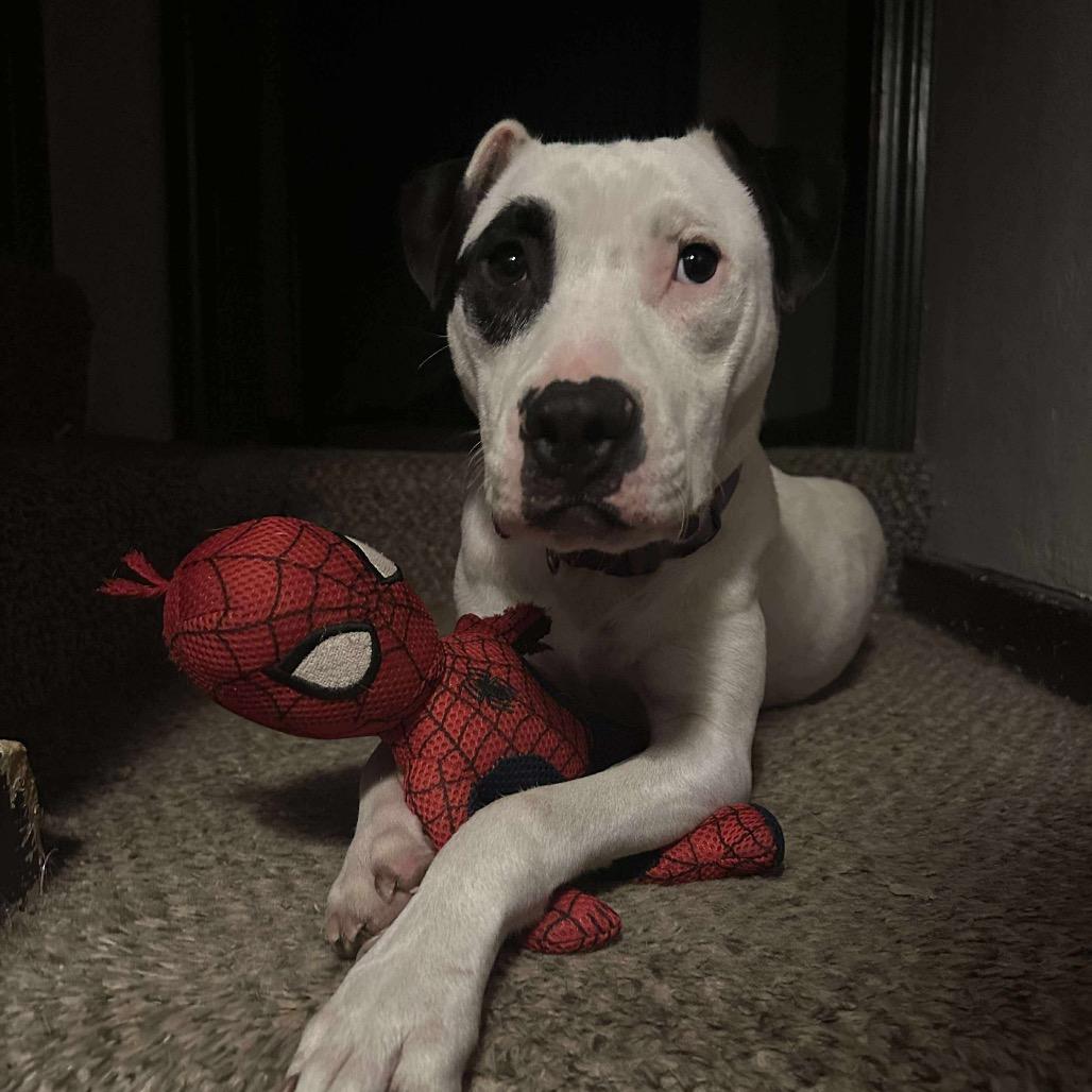 Buddy Boy/BB