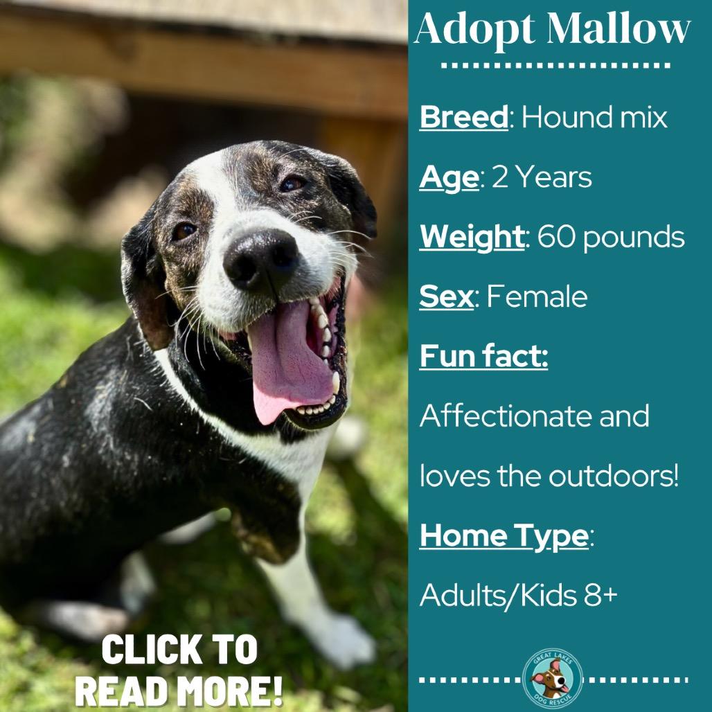 Mallow