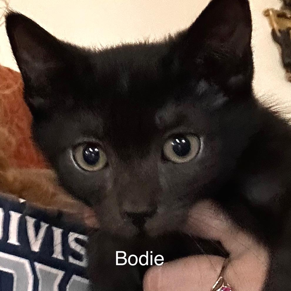 Bodie