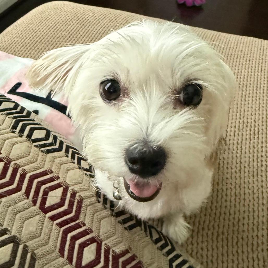 Sweet Biscuit
