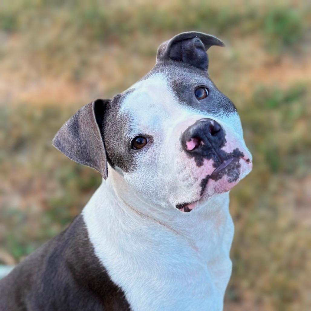 Shiloh