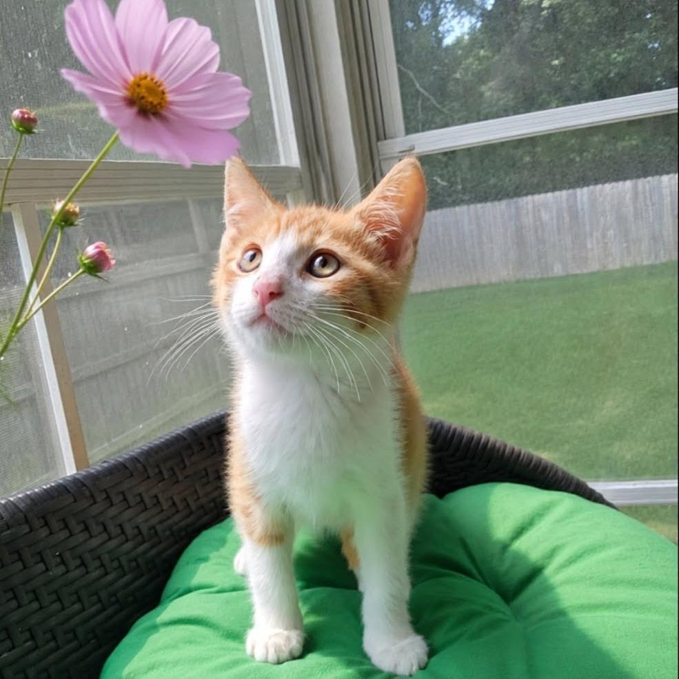 Cheddar