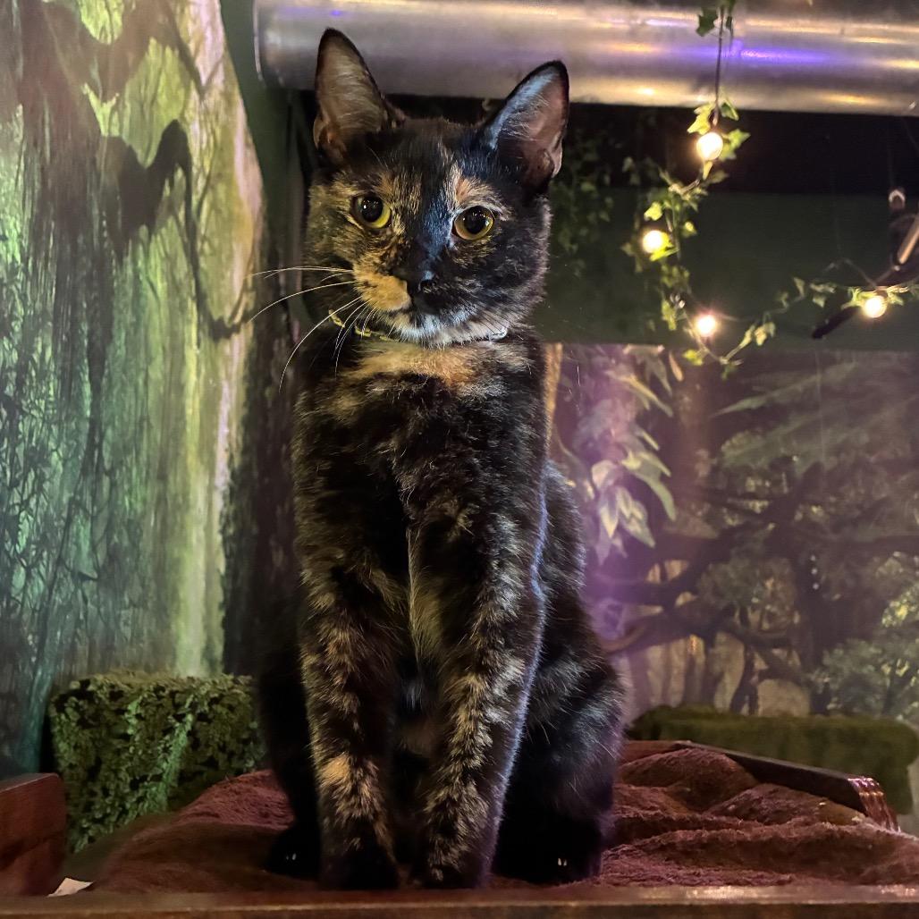 Kohaku (cat cafe adoption)
