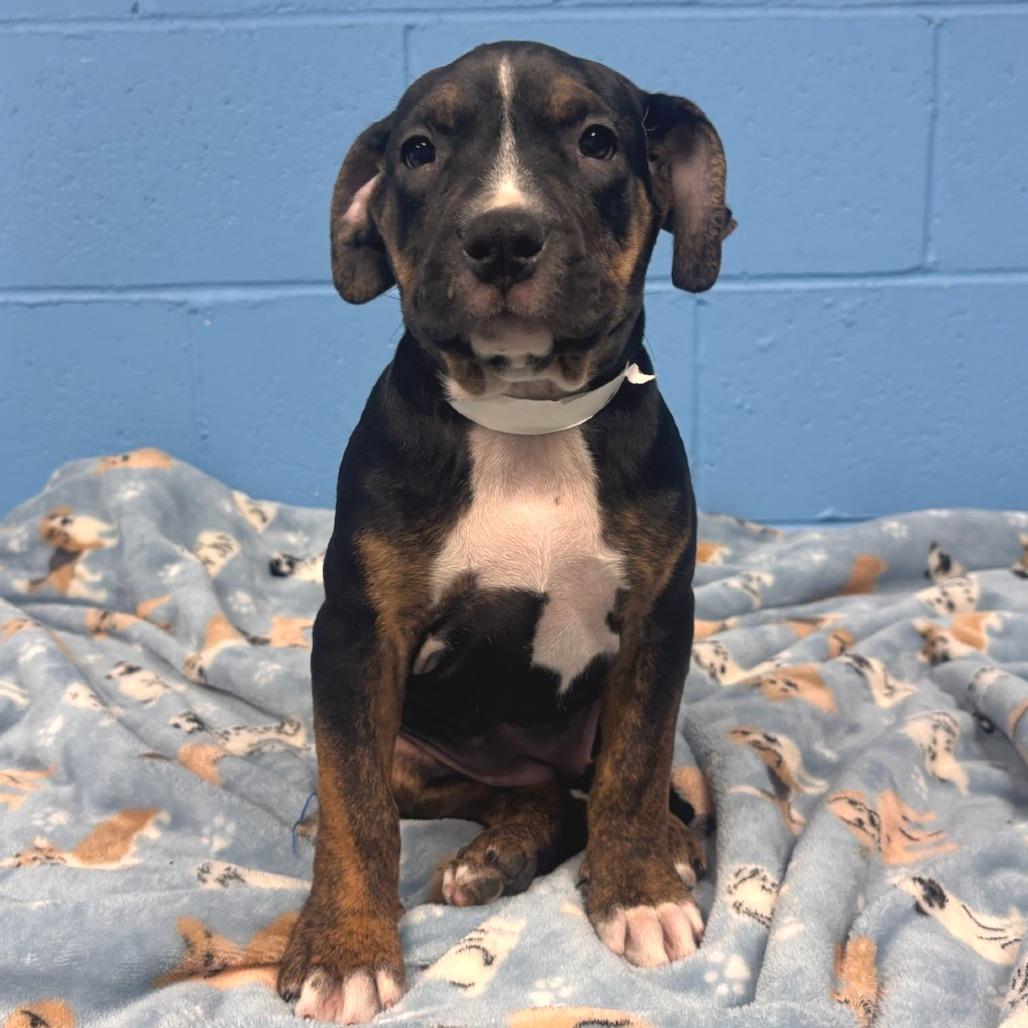 Athena (foster)