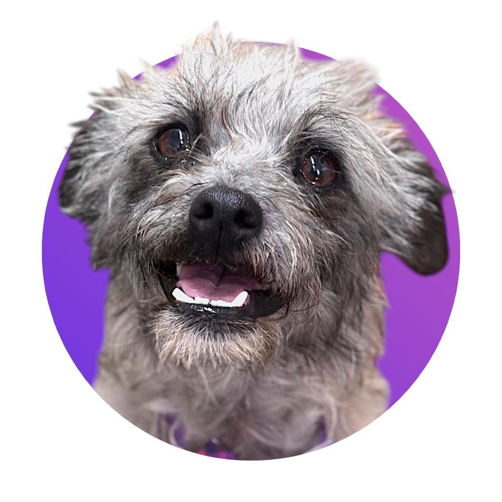 Maisy