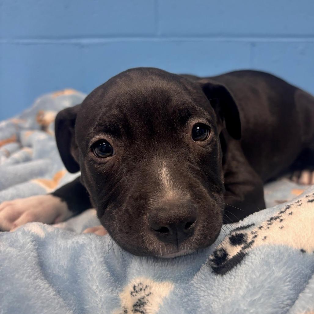 Aya (foster)