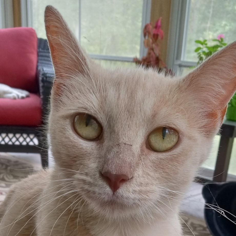 Kurama Love Bug