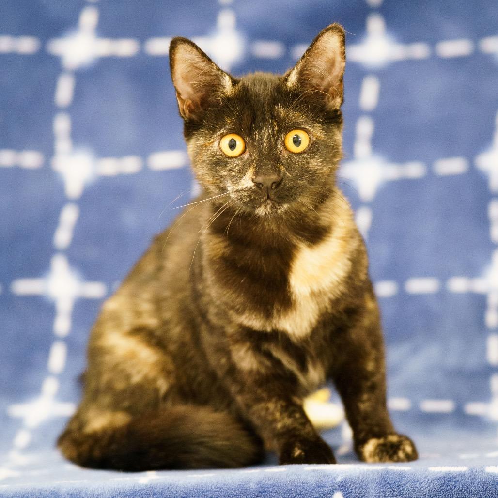 Nova