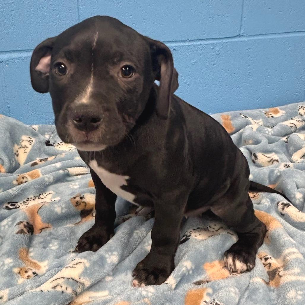 Cleopatra (foster)