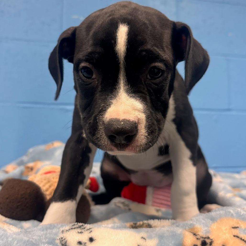 Dalia (foster)