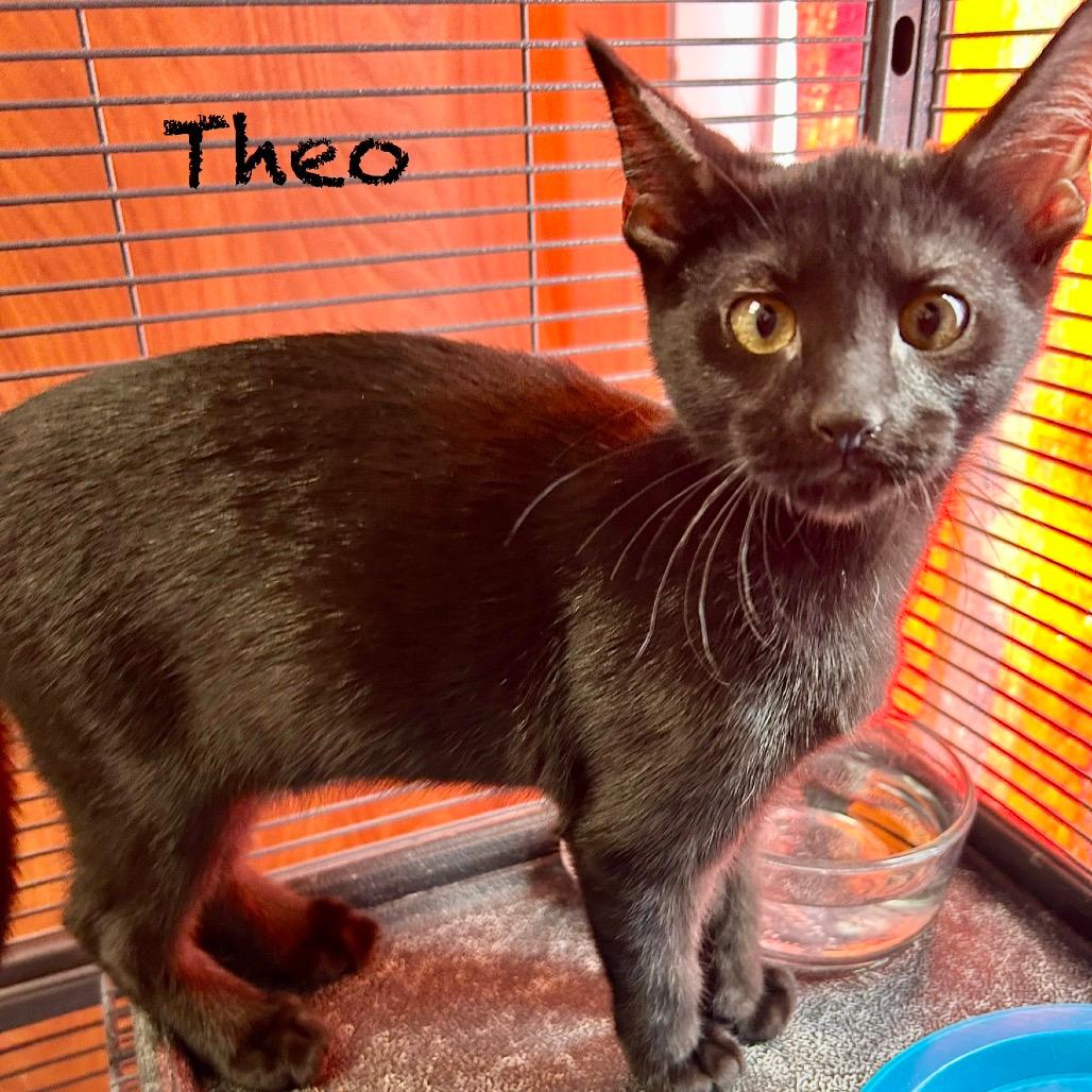 Theo