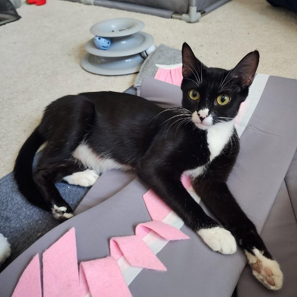 Oreo $100