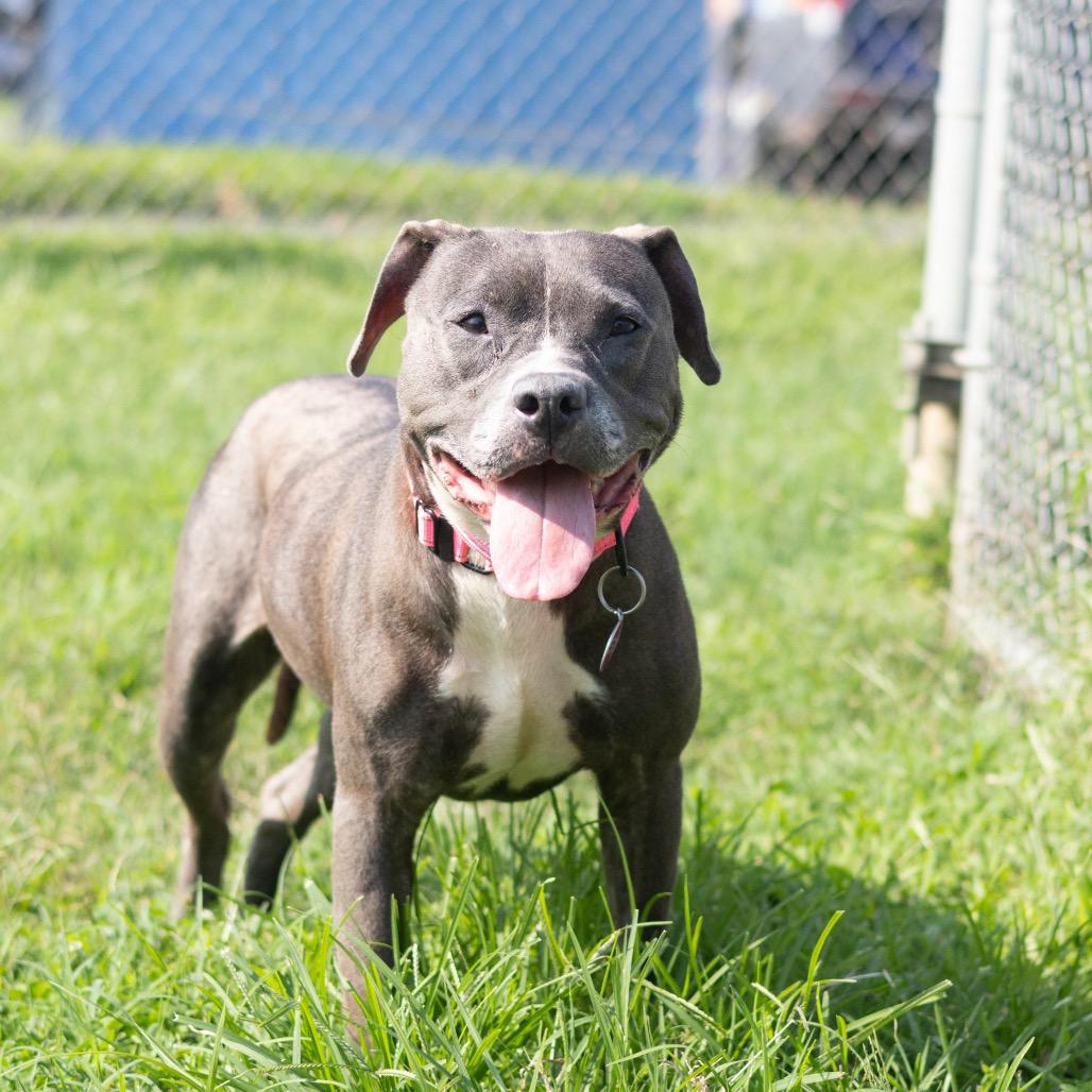 Dutchess
